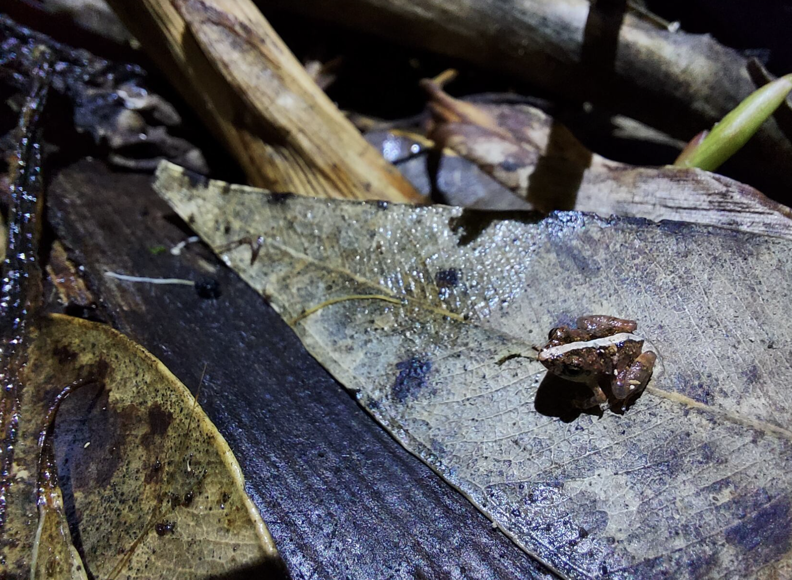 The Song of the Coqui: How Bioacoustics are Helping conserve the Biodiversity of Puerto Rico’s Forests